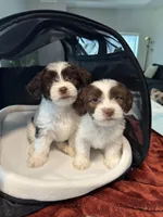 Clyde, a male Havanese for sale in Sacramento, CA – Photo 2 of 3