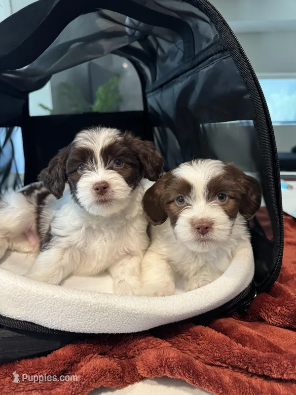 Clyde, a male Havanese for sale in Sacramento, CA – Photo 1 of 3