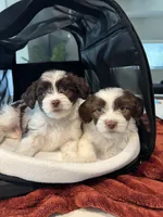 Clyde, a male Havanese for sale in Sacramento, CA – Photo 1 of 3