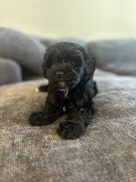 Onyx, a male Maltipoo for sale in Sacramento, CA – 3 of 5