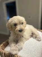 Bella , a female Maltipoo for sale in Sacramento, CA – 4 of 4