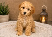 Buddy , a male Cockapoo for sale in Sacramento, CA – 4 of 4
