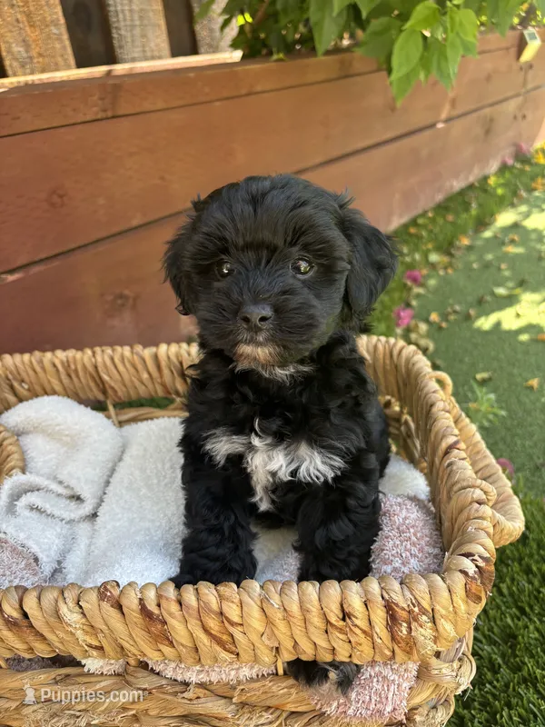 Bella – Yorkipoo puppy for sale in Sacramento, CA