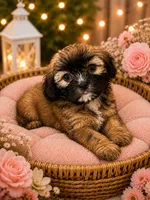 Luna, a female Shih Tzu for sale in Sacramento, CA – 2 of 2