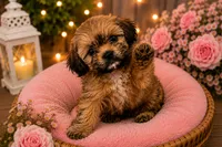 Coco, a female Shih Tzu for sale in Sacramento, CA – 2 of 3