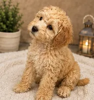 Buddy, a male Cockapoo for sale in Sacramento, CA – 3 of 4