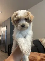 Milo, a male Maltipoo for sale in Sacramento, CA – 3 of 3