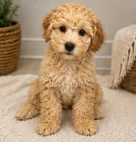Buddy, a male Cockapoo for sale in Sacramento, CA – 2 of 4