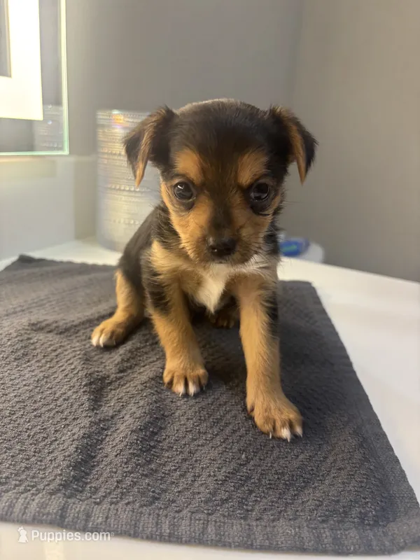 Lola – Chorkie puppy for sale in Sacramento, CA