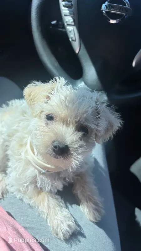Benji – Maltipoo puppy for sale in Sacramento, CA