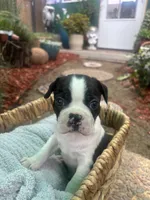 Spot, a male Boston Terrier for sale in Sacramento, CA – 3 of 3