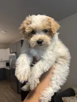 Milo, a male Maltipoo for sale in Sacramento, CA – 2 of 3