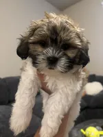Bingo , a male Shih Tzu for sale in Sacramento, CA – 3 of 7