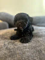 Onyx, a male Maltipoo for sale in Sacramento, CA – 5 of 5