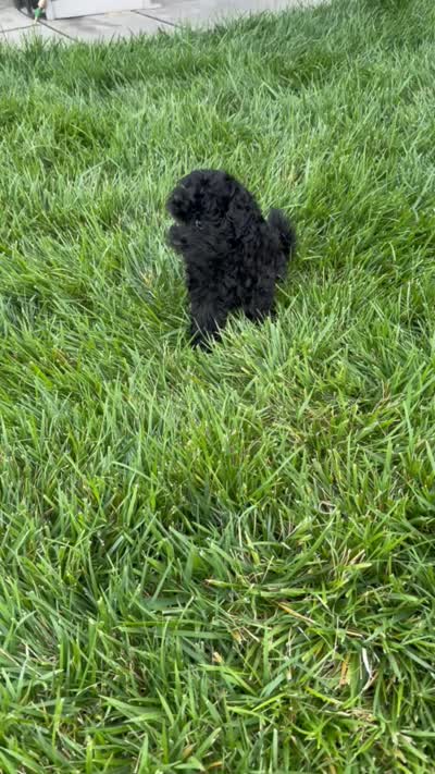 Daisy 🌼 , a female Poodle - Toy  for sale in Sacramento, CA – 3 of 3