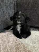 Bell, a female Pomchi for sale in Sacramento, CA – 3 of 4