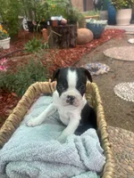 Spot, a male Boston Terrier for sale in Sacramento, CA – 2 of 3