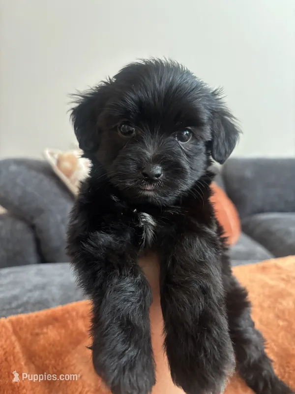 Milo – Maltipoo puppy for sale in Sacramento, CA