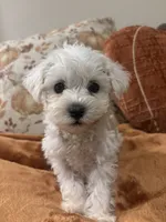 Benji, a male Poodle - Toy  for sale in Sacramento, CA – 4 of 4