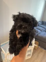 Daisy , a female Maltipoo for sale in Sacramento, CA – 2 of 3