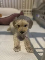 Bella, a female Maltipoo for sale in Sacramento, CA – 3 of 4