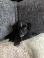 Bell, a female Pomchi for sale in Sacramento, CA – 4 of 4