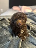 Zeus , a male Poodle - Miniature  for sale in Sacramento, CA – Photo 3 of 3