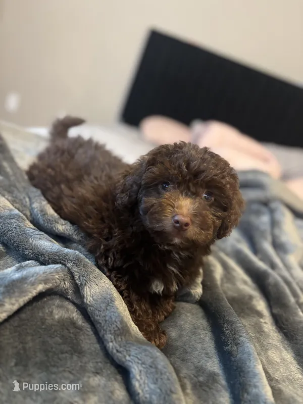 Zeus  – Poodle - Miniature  puppy for sale in Sacramento, CA