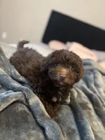 Zeus , a male Poodle - Miniature  for sale in Sacramento, CA – Photo 1 of 3