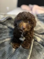 Zeus , a male Poodle - Miniature  for sale in Sacramento, CA – Photo 2 of 3