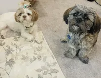 Luna, a female Shih Tzu for sale in Sacramento, CA – 3 of 3