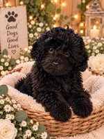 Daisy 🌼 , a female Poodle - Toy  for sale in Sacramento, CA – 2 of 3