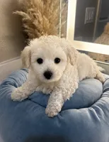 Daisy 🌼 , a female Maltipoo for sale in Sacramento, CA – 3 of 4