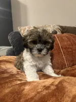 Bingo , a male Shih Tzu for sale in Sacramento, CA – 2 of 7