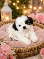 Dove 🕊️ , a female Shih Tzu for sale in Sacramento, CA – 2 of 3