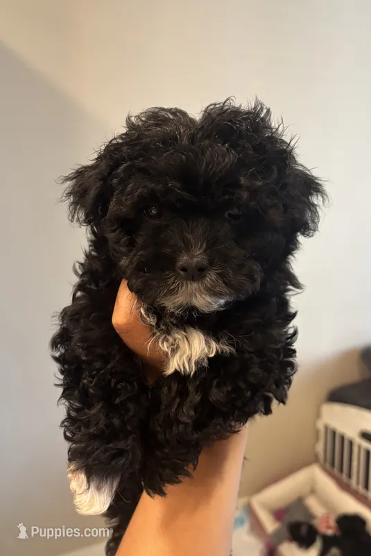 Apallo – Maltipoo puppy for sale in Sacramento, CA