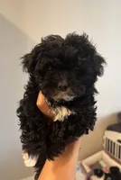 Apallo, a male Maltipoo for sale in Sacramento, CA – 1 of 3