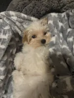 Milo, a male Maltipoo for sale in Sacramento, CA – 4 of 5