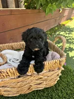 Onyx, a male Maltipoo for sale in Sacramento, CA – 1 of 5