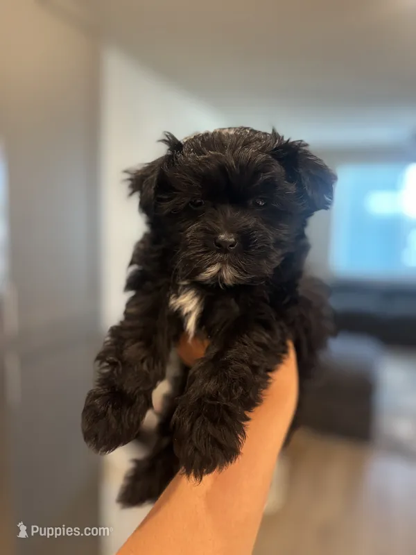 Daisy  – Maltipoo puppy for sale in Sacramento, CA