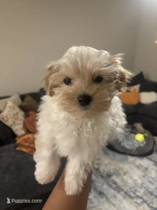 Milo – Maltipoo puppy for sale in Sacramento, CA