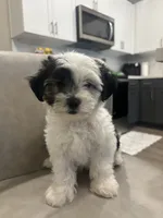 Apallo , a male Shihpoo for sale in Sacramento, CA – 4 of 4