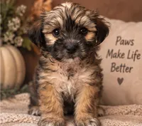 Clover, a male Shihpoo for sale in Sacramento, CA – 2 of 3