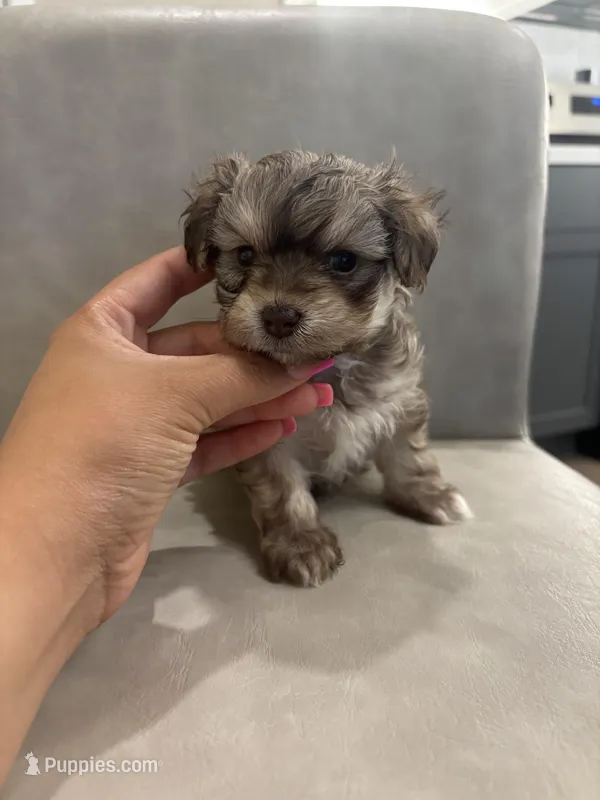 Daisy  – Maltipoo puppy for sale in Sacramento, CA
