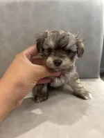 Daisy , a female Maltipoo for sale in Sacramento, CA – Photo 2 of 2