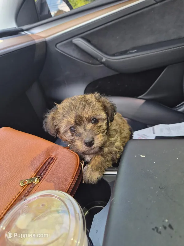 Bentley , a male Maltipoo for sale in Sacramento, CA – Photo 1 of 1
