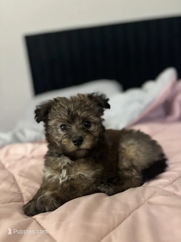 Bentley  – Maltipoo puppy for sale in Sacramento, CA
