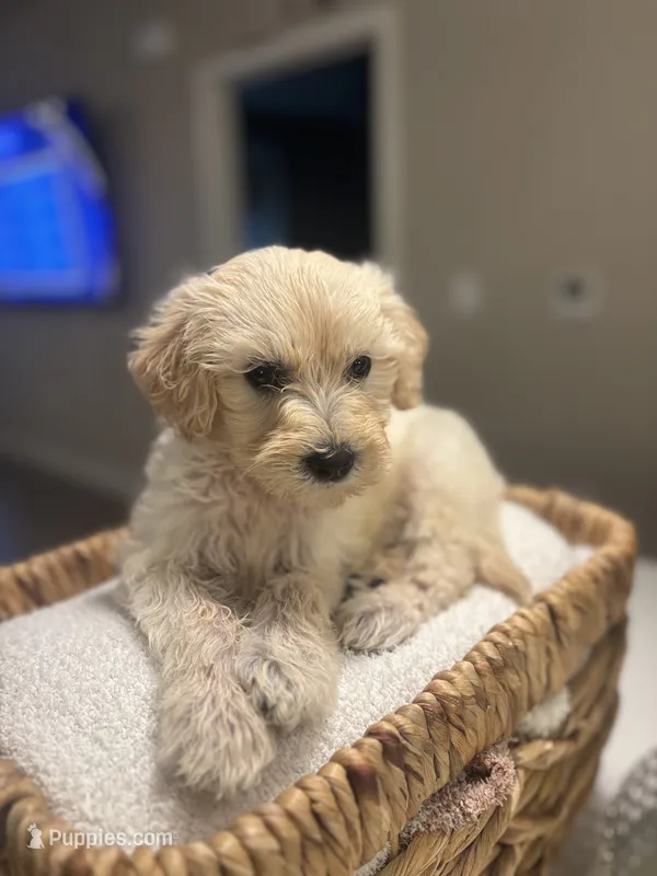 Bella  – Maltipoo puppy for sale in Sacramento, CA