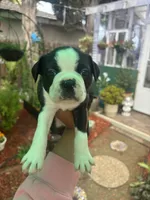 Mister , a male Boston Terrier for sale in Sacramento, CA – 2 of 2