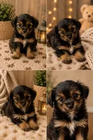 Missy 💋 , a female Morkie for sale in Sacramento, CA – 2 of 2